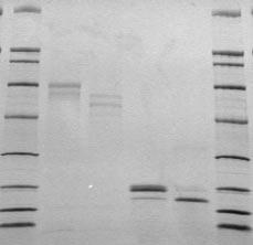 3. Run the treated and untreated glycoprotein in separate lanes in a SDS-PAGE gel. Deglycosylated proteins will exhibit an increase in mobility due to the reduction in molecular weight.