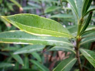 These ¼ long insects feed on an infected plant s xylem, then deposit the X. fastidiosa bacteria which multiply in their mouths to other oleanders. Once X.