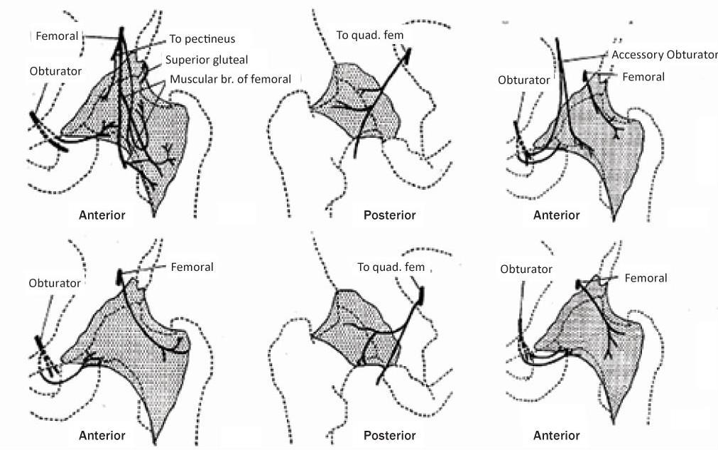 Sensory innervation of the hip Femoral and obturator