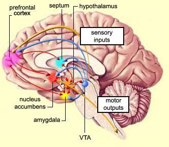 Neuroanatomy of Postural