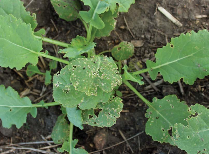 01 Flea Beetles 11 Management Practices * Monitor seeding stage; shot hole damage to cotyledons and early leaves often indicates adult flea beetle presence.