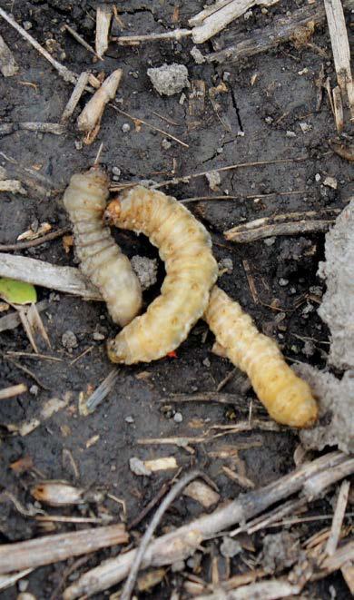 02 Cutworms 24 Identification There are five economically important cutworm