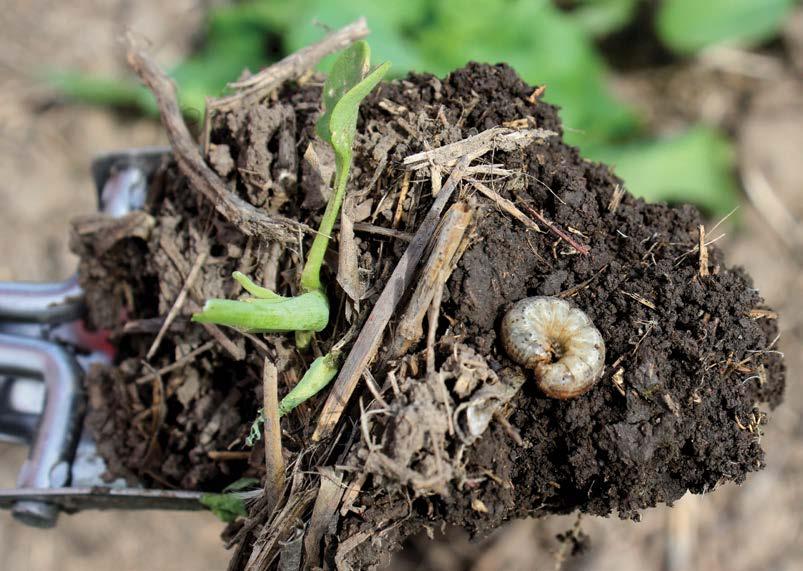02 Cutworms 32 Scouting 1. Observe: Look for bare areas, holes and notches in foliage, and plants that are wilting, toppling over or completely cut off. 2.