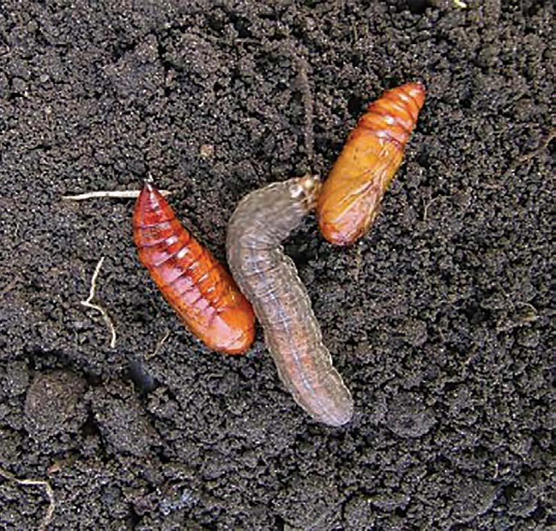 02 Cutworms 35 Scouting What to look for
