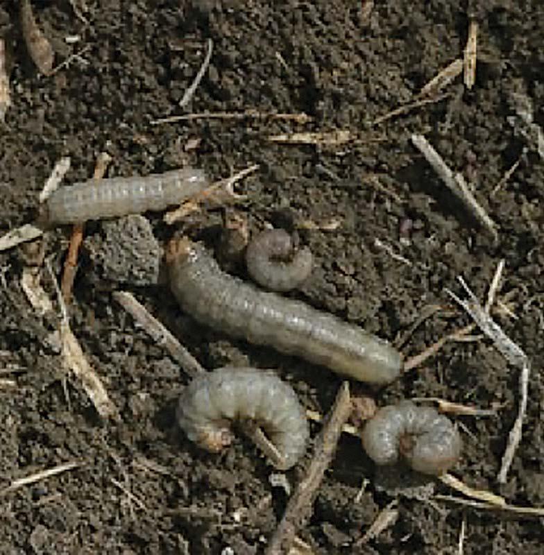 02 Cutworms 36 Scouting What to look for Pale