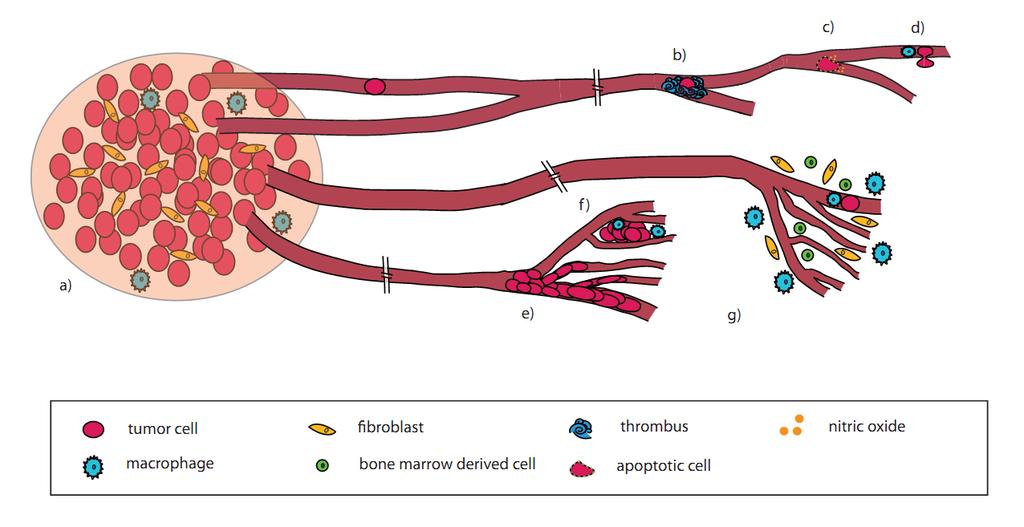 9 Figure 1.2: Host-tumor cell interactions during metastasis. Interaction between metastatic tumor cells and the host environment in early stages of metastasis.