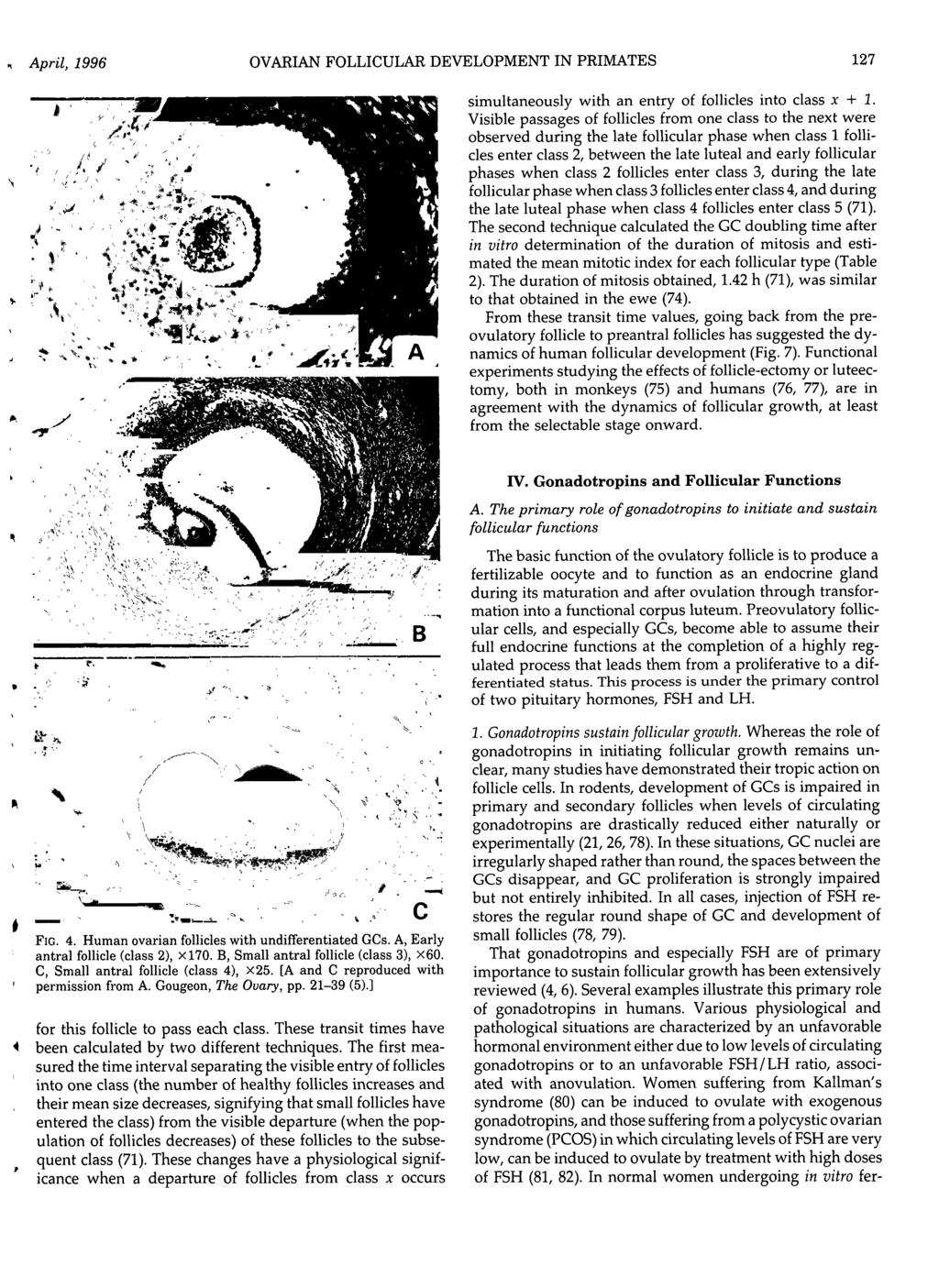 April, 1996 OVARIAN FOLLICULAR DEVELOPMENT IN PRIMATES 127 simultaneously with an entry of follicles into class x + 1.
