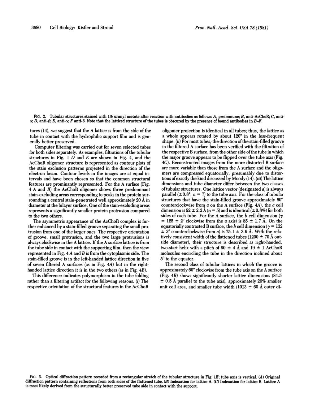 3680 Cell Biology: Kistler and Stroud Proc. Natl. Acad. Sci. USA 78 (1981) FIG. 2.