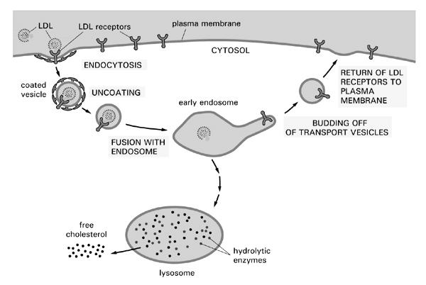 The Endocytic Pathway Pinocytosis and Phagocytosis Pinocytosis is the constitutive mechanism of endocytosis found in all eukaryotic cells, as distinct from phagocytosis, which involves the uptake of