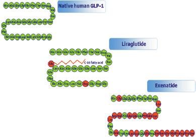 Getting around DPP-4 Native human GLP-1 Create GLP-1 analogues that are structurally resistant to DPP-4 97% amino acid homology to human GLP-1 1 Liraglutide Exenatide