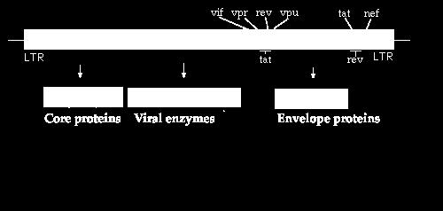 viral polyproteins to yield the structural proteins and enzymes of