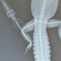 Fluid delivery in Birds and Reptiles Pain Management Por Favor!