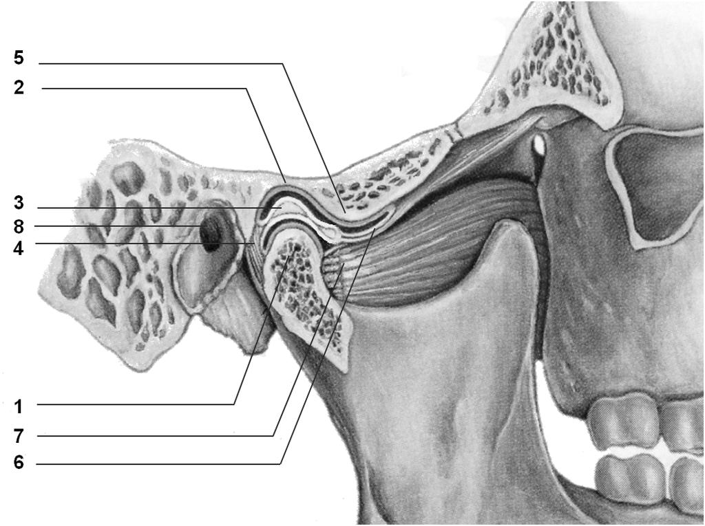 Figure 1. Normal anatomy of the human temporomandibular joint and its surrounding structures.
