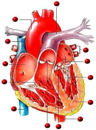 Lesson 4-3: Cardiac Emergencies