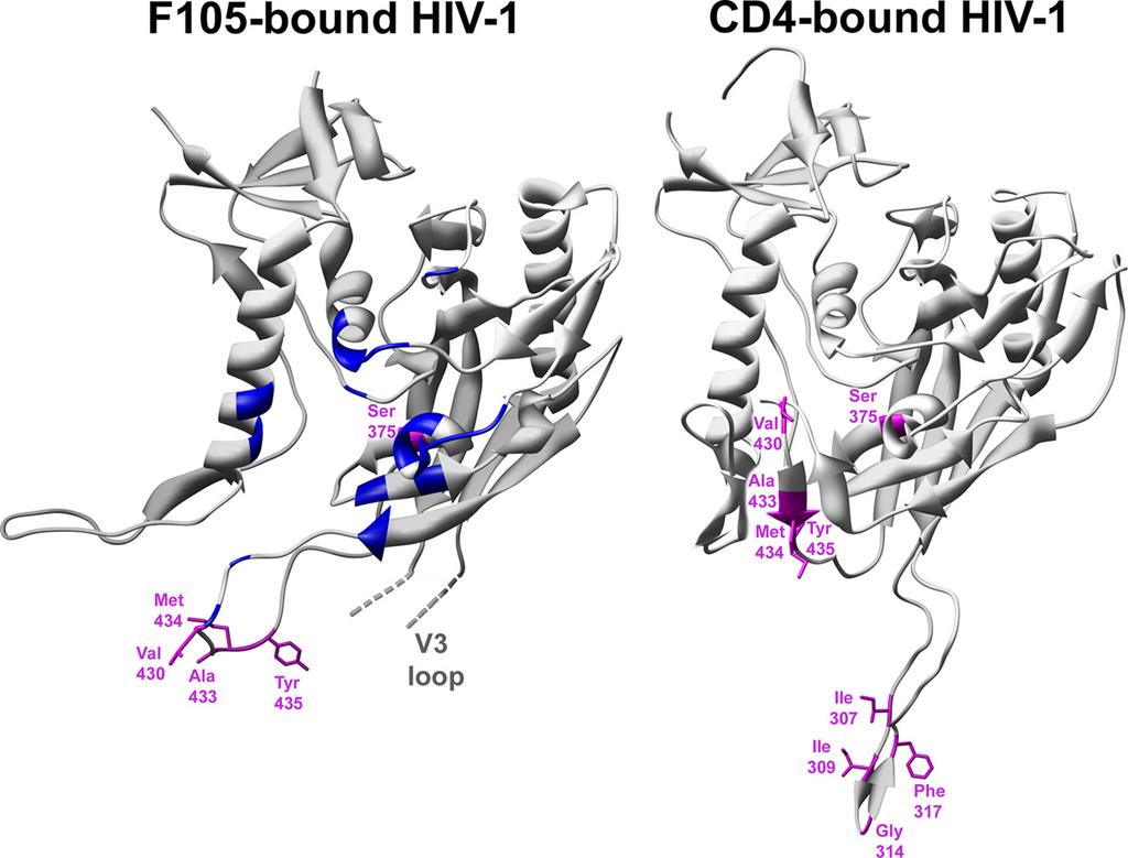 3158 XIANG ET AL. J. VIROL. FIG. 8. HIV-1 gp120 residues contributing to recognition by the G3-299 antibody.