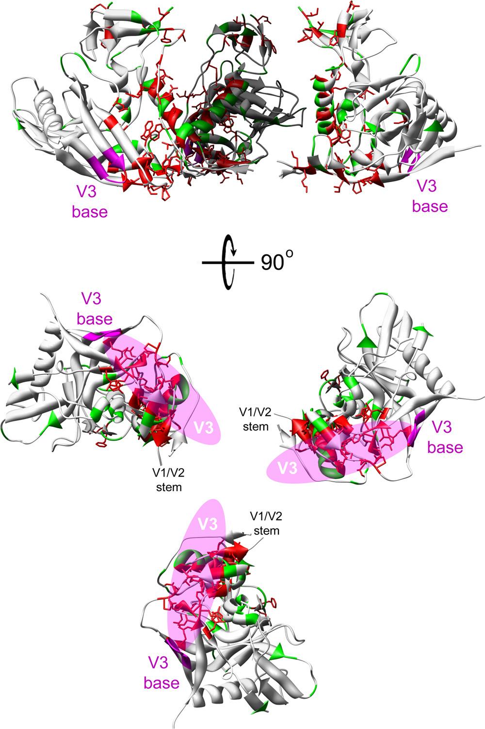 VOL. 84, 2010 HIV-1 gp120 V3 LOOP REGULATES TRIMER STABILITY 3159 FIG. 10. Model of the conformational changes in the HIV-1 envelope glycoprotein induced by CD4 binding.
