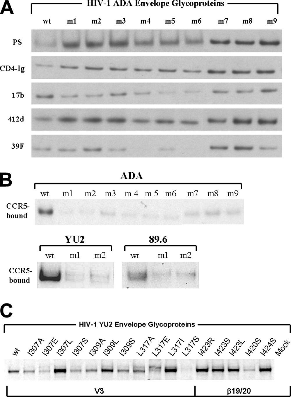 3152 XIANG ET AL. J. VIROL. FIG. 4. Binding of ligands to HIV-1 envelope glycoprotein variants.