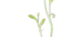 Arabidopsis Thaliana Metabolite