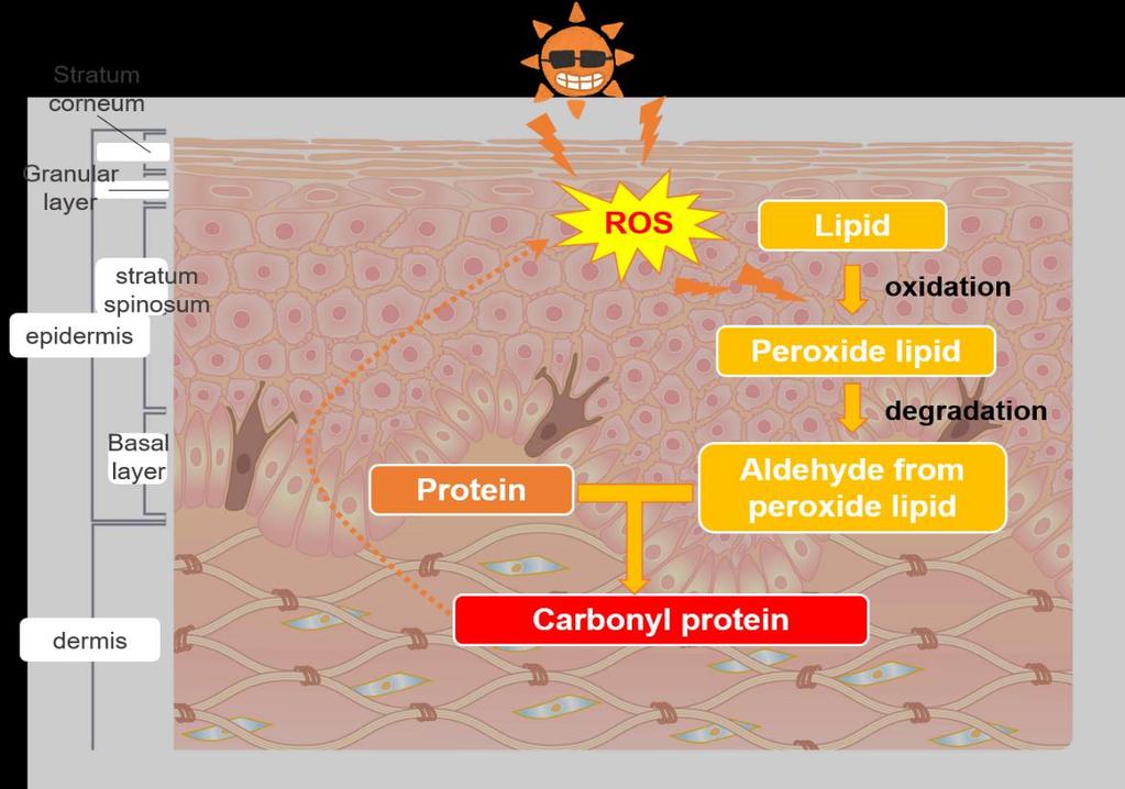 5 Formation of carbonylated protein With the accumulation of carbonyl protein, skin color becomes