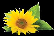 Vitamin E 400 IU Made from non-gmo sunflower oil, 100% soy-free 400 IU vitamin with additional mixed tocopherols Vegan Bioenhanced