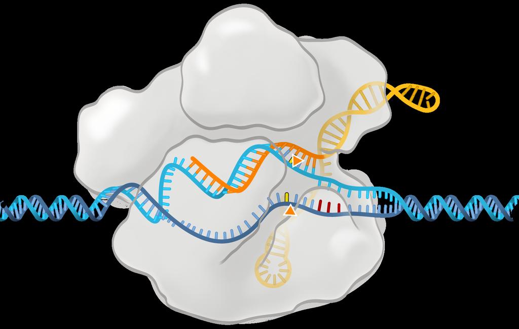 CRISPR Unlocks Genome Editing