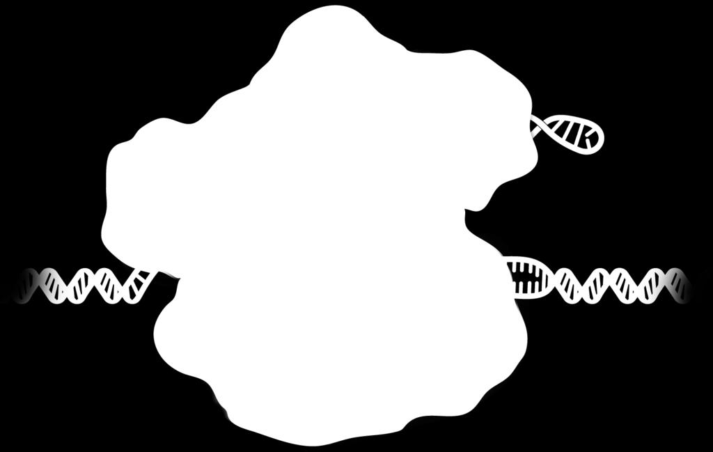 Guide Sequence Cas9 DNA PAM