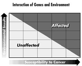 WHAT MAY CAUSE CANCER? Hereditary disorders Chemicals Viruses Chronic inflammation??? From http://www.cancersupportivecare.com/riskintro.