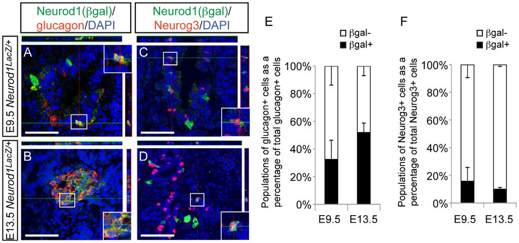 Figure 6. Neurod1 is expressed in a subset of endocrine progenitor cells. Utilizing the Neurod1:LacZ knock-in allele (Neurod1 LacZ/+ ) and immunofluorescence on tissues sections from E9.5 and E13.
