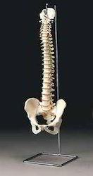 OTHER PRODUCTS: Human Skeleton with Muscles &