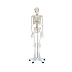 Skeleton Model Human Skeleton with Nerves &