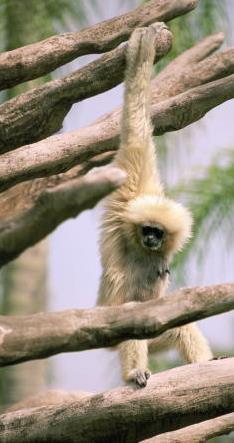 Smallest of the apes GIBBONS Spend most of their time just below the forest canopy Use arms as balance when they occasionally walk erect Tend to