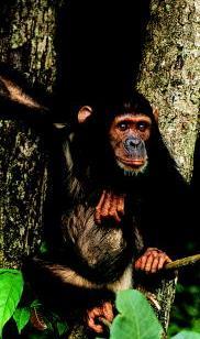 regularly split into smaller groups Exhibit dominance in relationships Chimps greet with gestures, facial expressions, and