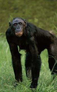 BONOBOS Live in humid forests of Democratic Republic of Congo Adult males average 95 pounds