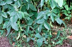 59. SOY (Glycine Max) Soy is an annual herb which has pods containing between 2 and 5 beans. The beans are either yellow, yellowgreen or brown in color.