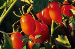62. TOMATO (Solanum Lycopersicum) Tomato is a vegetable with many varieties. It varies in size from that of a table tennis ball to several inches in diameter.