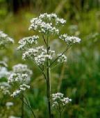 63. VALERIAN (Valeriana Officinalis) Valerian is a perennial herb with green leaves and white or pink flowers. Its stalk is hollow and grooved and can reach a height of 120cm.