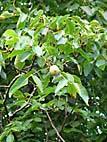 64. WALNUT (Juglans Regia) Walnut is a tree that can grow up to 25m in height. Its leaves are long and egg-shaped.