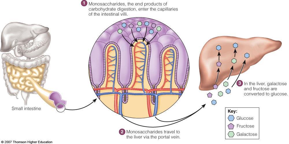Monosaccharides, the end product of CHO digestion, enter the capillaries of the intestinal villi Distributed to tissue