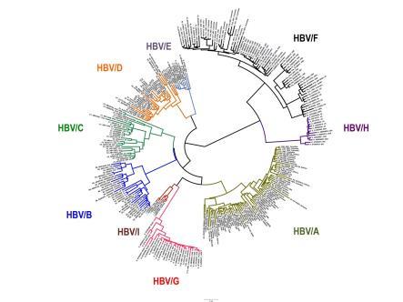 Outline of Presentation Viral Hepatitis: Biogeography and Pathogenesis 1. HBV and HDV Genotypes and Sub- Genotypes Non-Indigenous vs Indigenous Distribution 2.