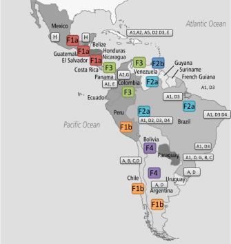Hepatitis B and Indigenous Populations #2 Distribution of HBV Genotypes in Latin America Nahvas (Aztec) Huichol (Chichimicas) (west) Central America / Mexico Genotype G H C D A B - 62.5% 12.5% 12.5% 6.