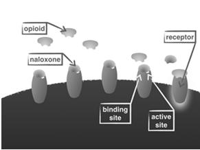 When to Use Naloxone How Naloxone Works Overdose suspected Not responsive to painful stimuli Mechanism of Action Naloxone is an opioid receptor antagonist at the mu, kappa, and sigma receptors Check