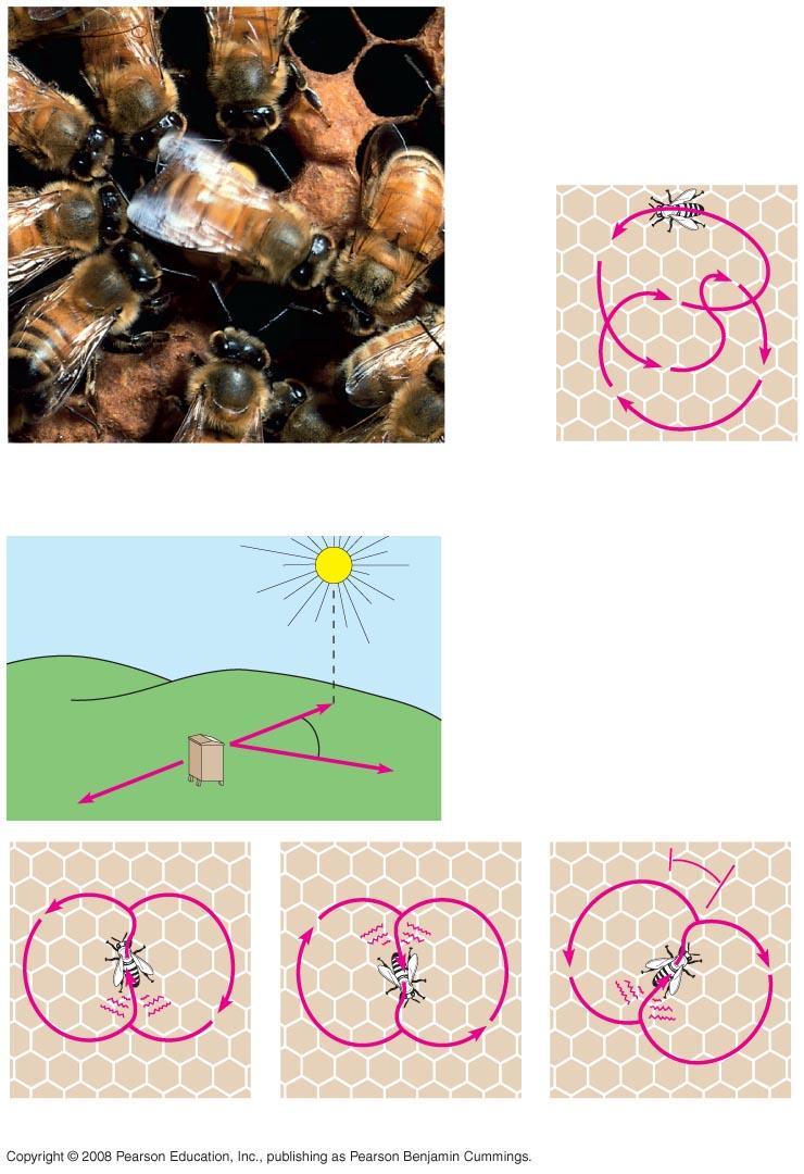 Fig. 51-8 Honeybee dance language (a) Worker bees (b) Round dance (food near) B
