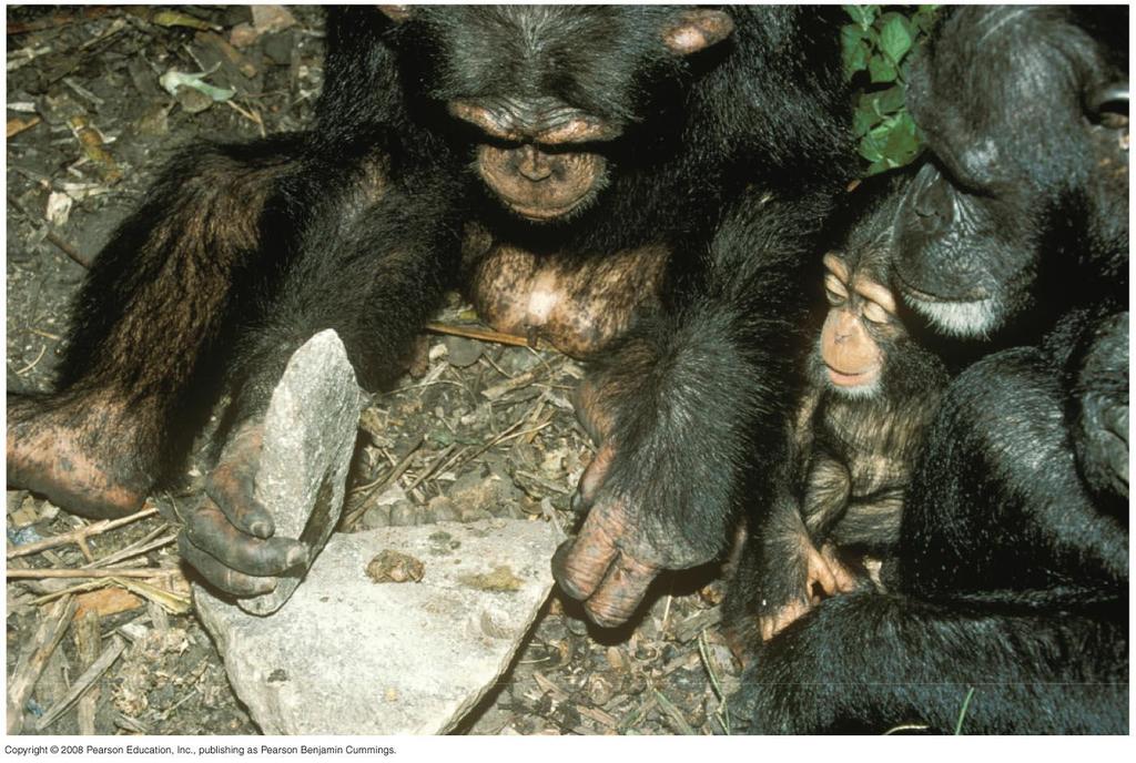 Fig. 51-13 A young chimpanzee learning to crack
