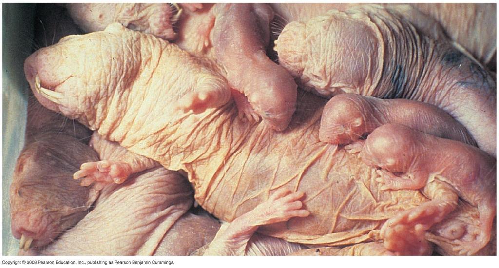 Fig. 51-27 Naked mole rats, a species of