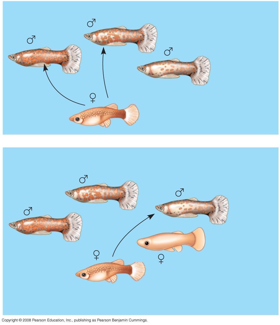 Fig. 51-30 Control Sample Male guppies with varying degrees of coloration Mate choice copying by female guppies Experimental Sample Female guppies prefer