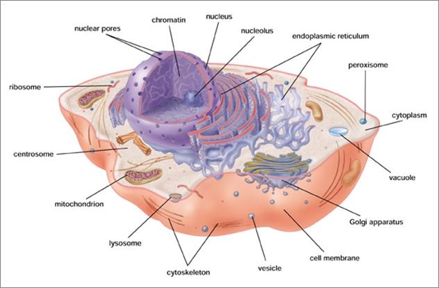 The Animal Cell Cell Organelles Organelles (small organs) Specialized structures within cells that each have a specialized function, like nuclei and chloroplasts Cytoplasm Fluidic gel made up mostly