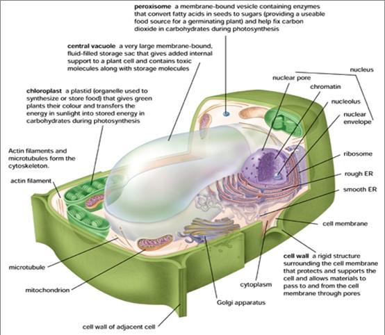 cells do not Provides rigidity and protection Plant cells have one large central vacuole; animal cells have several vacuoles Provides rigidity and stores wastes, nutrients