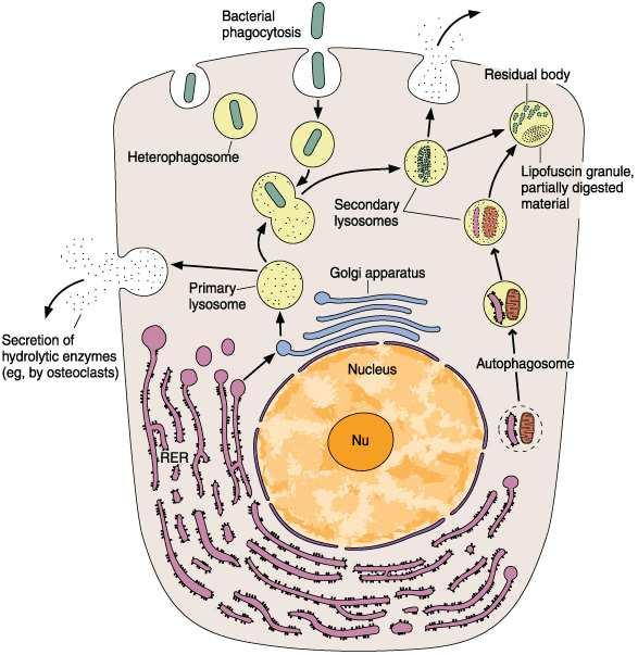 Lysosomes stages Primary lysosomes: inactive enzymes Secondary
