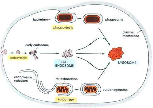 (heterophagosomes) autophagosomes (autophagic vacuoles) residual