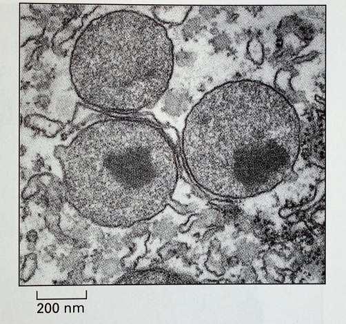 microperoxisomes 0.1-0.3.